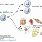 Stem Cell Research Paper