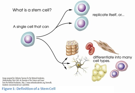 Stem Cell Research Paper